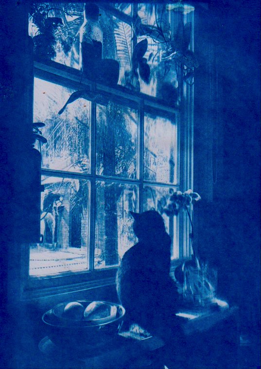 Cat in a window